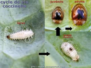 Le cycle de vie d'une coccinelle Clitostethus arcuatus avec larve, pupe, juvnile et adulte