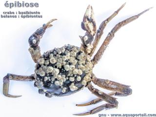 pibionte