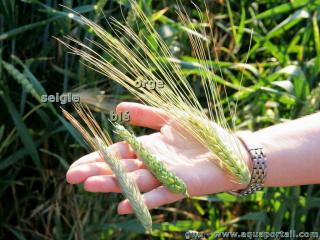Les pis de seigle, bl et orge