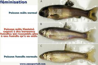 La finisation d'une espce aquatique, le poisson Pimephales promelas