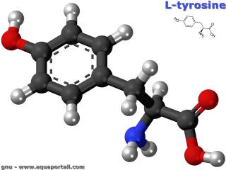 Molcule de tyrosine (L-tyrosine)
