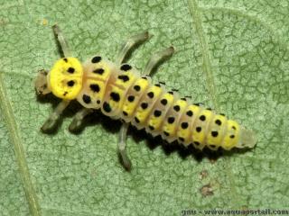 Une larve de coccinelle Halyzia sedecimguttata