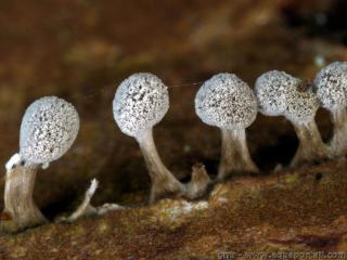 Des myxomyctes du htre, Phleogena faginea