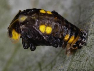 La pupe nymphe de la coccinelle Halyzia sedecimguttata