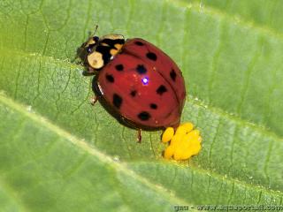 Une coccinelle en train de pondre des oeufs jaunes