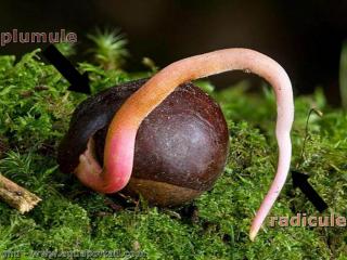 radicule