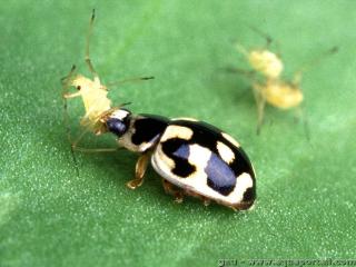 Prdation d'une coccinelle Propylea quatuordecimpunctata sur un puceron