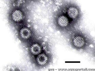 Des rotavirus