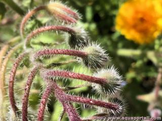 Les tiges strigueuses de la bourrache