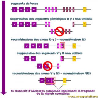exclusion alllique