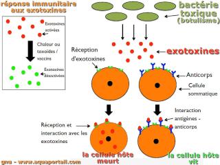 Exotoxine et rponse du systme immunitaire