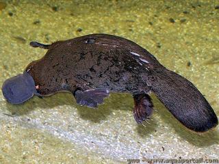 Ornithorynque monotrme