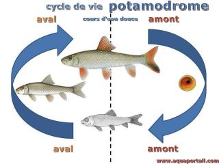potamodrome