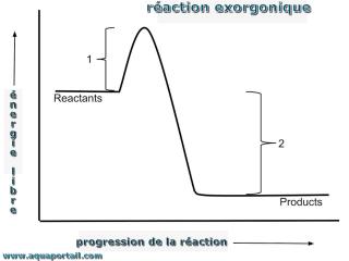 Schma du processus de raction exergonique