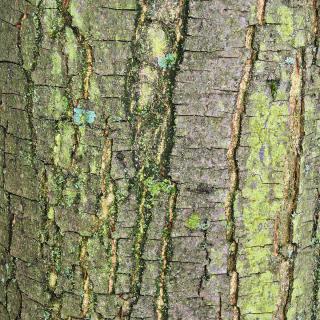 Les rhytidomes du chtaigner Castanea sativa