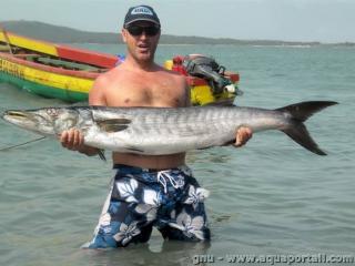 Une bcune guinenne Sphyraena afra (poisson pch)