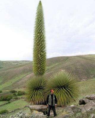 La bromliace Puya raimondii dtient le record de hauteur avec plus de 14 mtres de haut