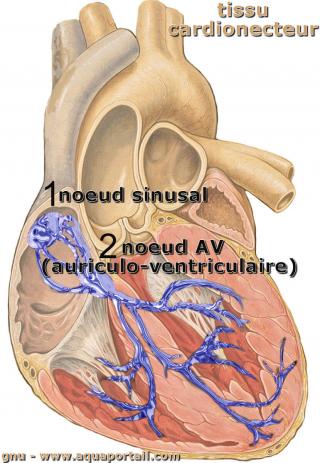 systme cardionecteur