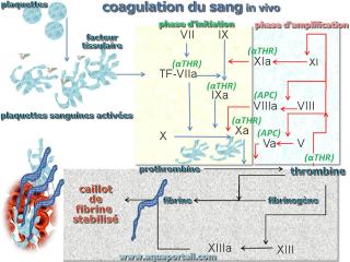 Coagulation sanguine : processus en schma