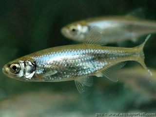 Un poisson limnophile : l'espce Leucaspius delineatus