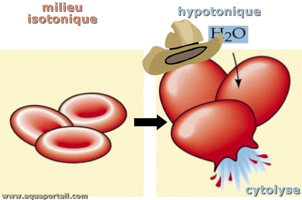 Cytolyse : définition illustrée et explications