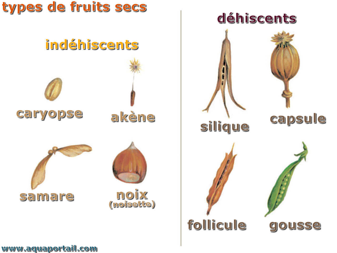 Fruit sec indéhiscent : définition et explications