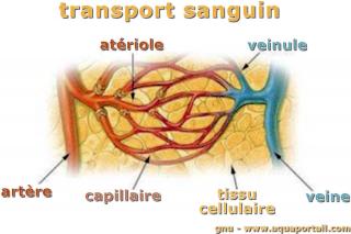 artriole