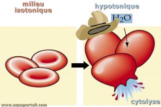 La cytolyse illustre par diffrence entre milieu isotonique et hypotonique