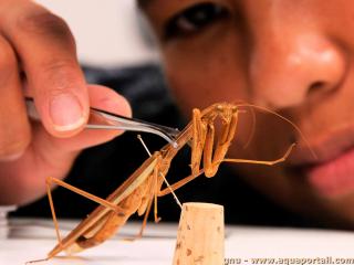 entomologie