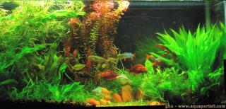 La mthode Walstad illustre avec un aquarium trs plant et peu de matriel