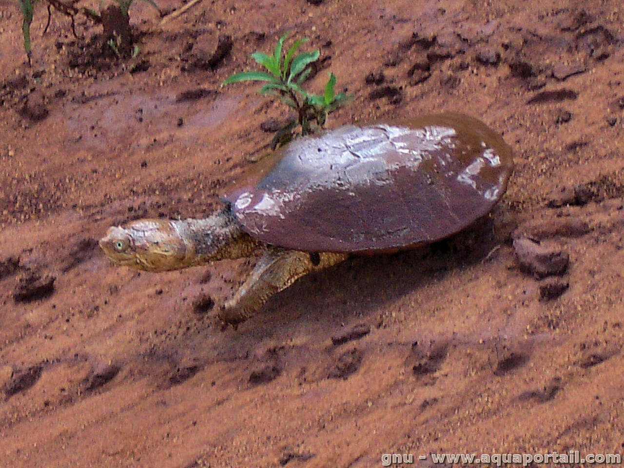 Cette espèce de tortue a une touffe d'algues en guise de cheveux