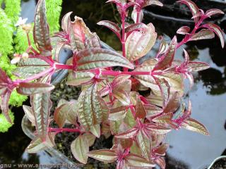 Aciotis acuminifolia