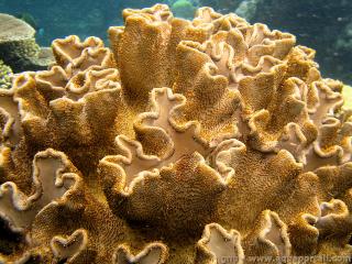 Alcyoniidae (espèce Sarcophyton sp.)