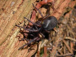 Amaurobius ferox
