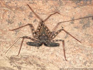 Amblypygi (espce Damon diadema)