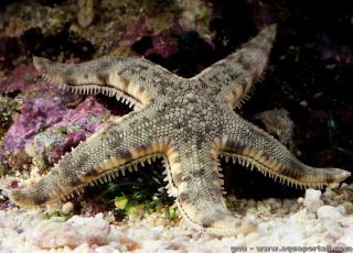 Archaster typicus