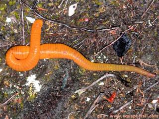 Arhynchobdellida (especie Americobdella valdiviana)
