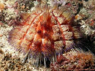 Asthenosoma varium