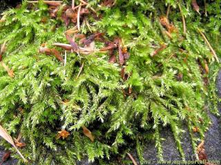 Brachytheciaceae (especie Brachythecium rutabulum)
