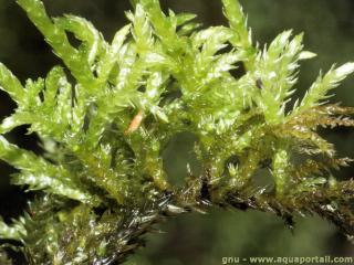 Brachythecium (especie Brachythecium rivulare)