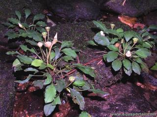 Bucephalandra motleyana en fleurs