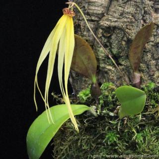 Bulbophyllum (espèce Bulbophyllum thiurum)