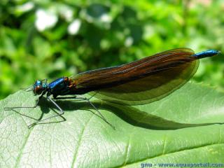 Calopterygidae (espce Calopteryx virgo)