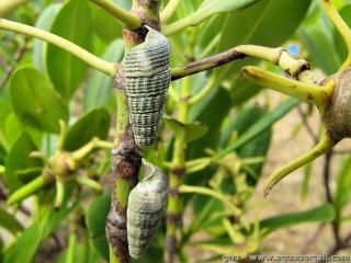 Cerithidea (especie Cerithidea rhizophorarum)