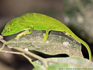 Chamaeleonidae (espce Calumma gastrotaenia)
