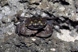 Chiromantes (especie Chiromantes leptomerus)