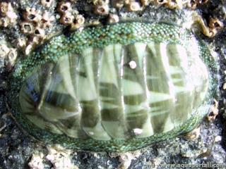 Chitonidae (espce Chiton glaucus)