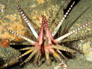 Cidaridae (especie Prionocidaris baculosa)