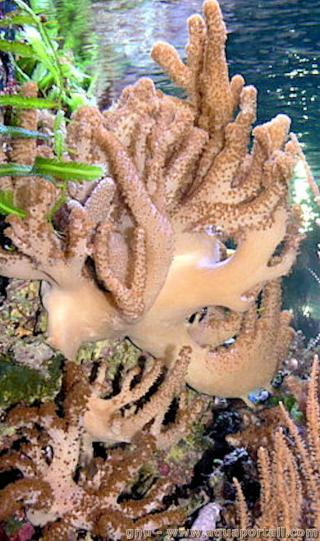 Cladiella (espce Cladiella sp)