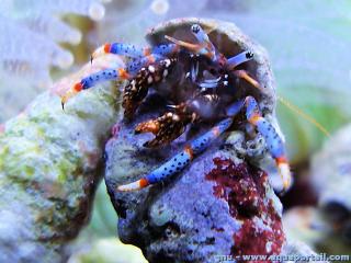 Clibanarius (espce Clibanarius tricolor)